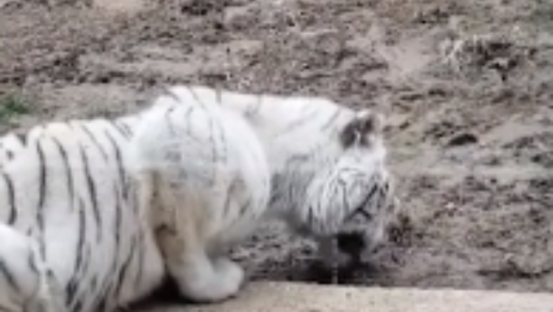 Τουρίστας υποστηρίζει πως κατέγραψε υποσιτισμένη τίγρη να τρώει χώμα σε ζωολογικό κήπο (vid)