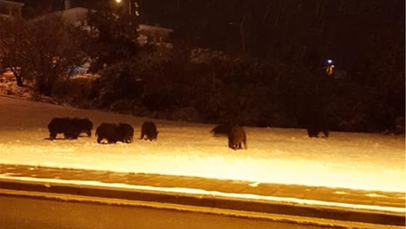 Αγριογούρουνα έκαναν βόλτα στη χιονισμένη Θεσσαλονίκη (vid)