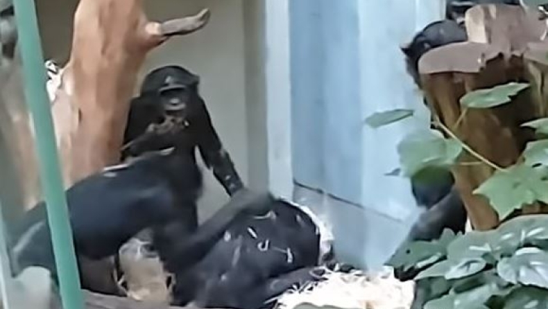 Σώστε τον Μπίλι: Τρομακτικό bullying πιθήκων σε χιμπατζή μέσα σε ζωολογικό κήπο (pics & vid)
