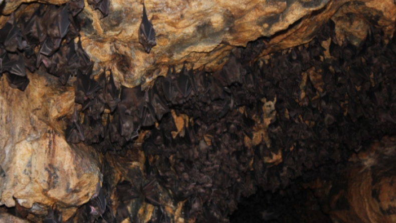 Δύο νέα είδη σπάνιων νυχτερίδων ανακαλύφθηκαν σε Ευρώπη και Βόρεια Αφρική (pic)