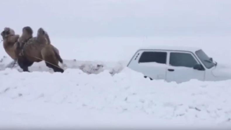 Καμήλα ξεκολλάει από τα χιόνια ένα Lada Niva (vid)