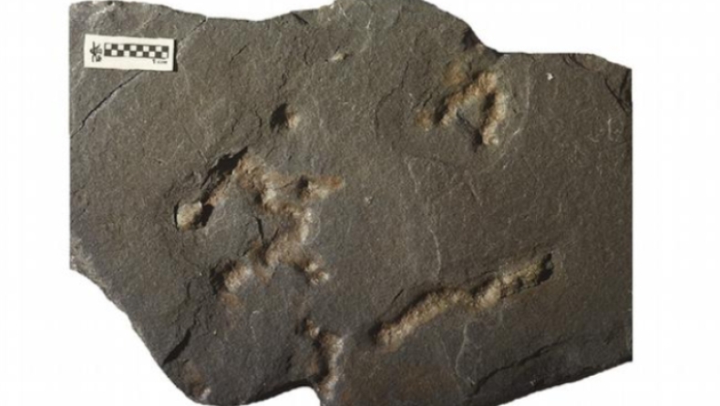 Ανακαλύφθηκαν απολιθώματα προϊστορικών μικροοργανισμών ηλικίας 2,1 δισ. ετών (pic)