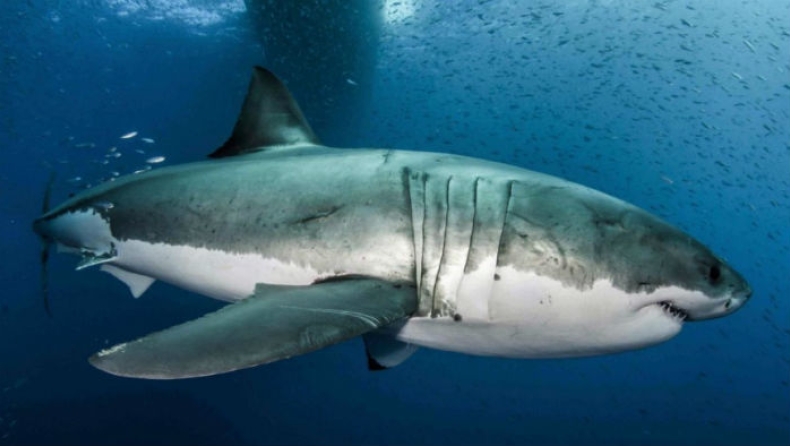 Το γονιδίωμα του μεγάλου λευκού καρχαρία κρύβει χρήσιμα μυστικά κατά του καρκίνου