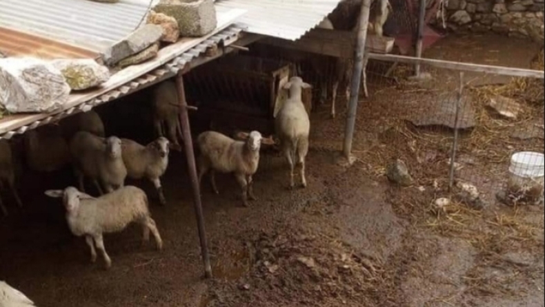 Φυλάκιση έξι μηνών σε κτηνοτρόφο για τις συνθήκες διαβίωσης των ζώων του