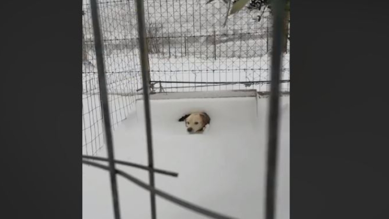 Διασώθηκε και είναι καλά στην υγεία του το σκυλί από τη Λήμνο που είχε αφεθεί στο χιόνι και στο κρύο (pic & vid)