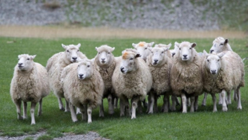 Βγάζουν σε ηλεκτρονικό πλειστηριασμό 200 πρόβατα για χρέη ύψους 3.800 ευρώ στον ΕΦΚΑ