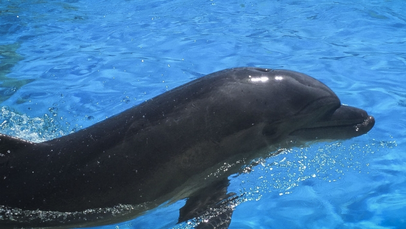 Βρέθηκαν πιθανές ενδείξεις Αλτσχάιμερ στον εγκέφαλο δελφινιών που είχαν εξοκείλει σε ακτές