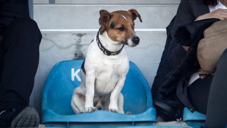 Ο σκύλος από την ταινία «Η Μάσκα» είδε το Τρίκαλα – Πλατανιάς! (pics)