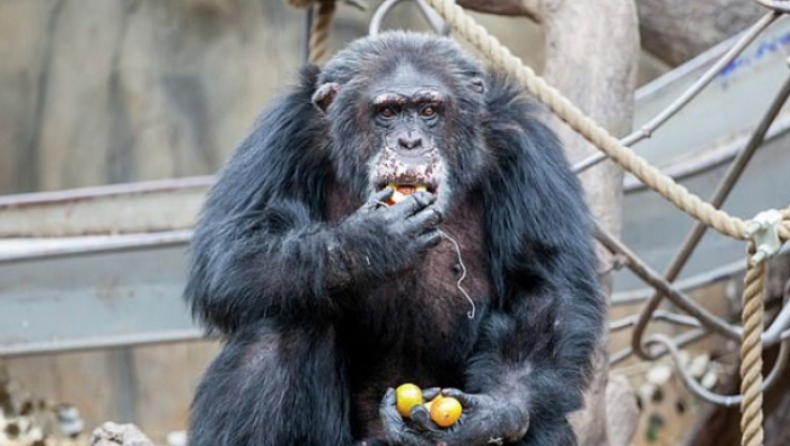 Επισκέπτες ζωολογικού κήπου έδωσαν ναρκωτικά σε χιμπατζή και παραλίγο να πεθάνει (pics)
