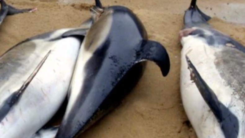 Απογοητευτική εικόνα στις γαλλικές ακτές: 1.100 δελφίνια έχουν ξεβραστεί από το 2017 (vid)