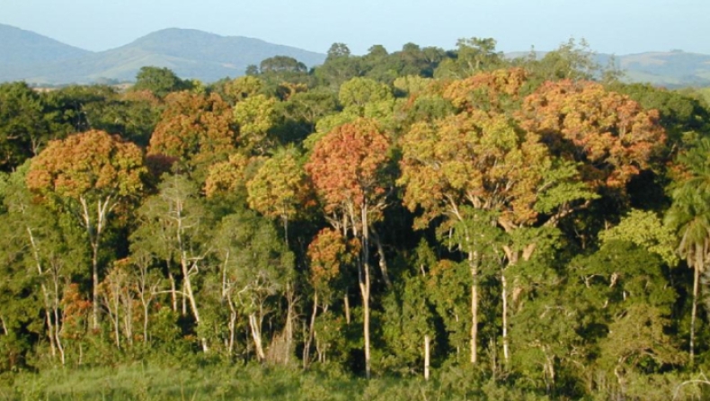 Πετρελαϊκή εταιρεία θα φυτέψει στην Αφρική εκατομμύρια δέντρα σε έκταση 81.000 τετρ. χιλιομέτρων (pics)