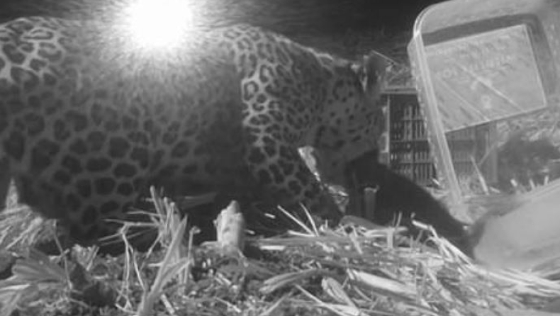 Η συγκινητική στιγμή που μία 9 εβδομάδων λεοπάρδαλη ξαναβρίσκει την μητέρα της (vid)