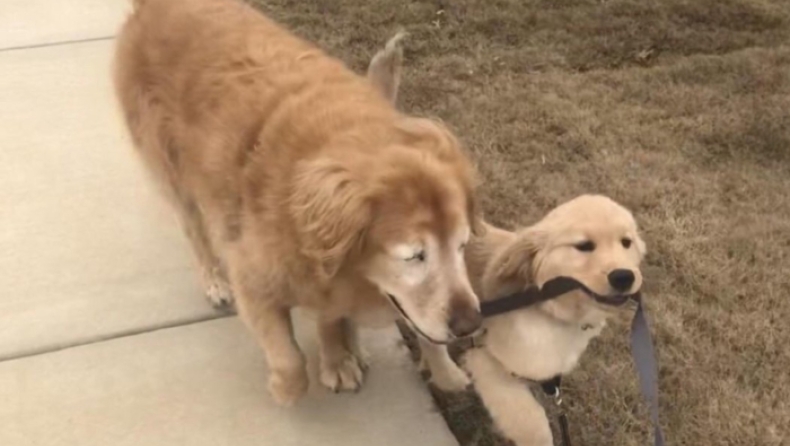 Τυφλός σκύλος απέκτησε οδηγό - κουτάβι κι έχουν γίνει πραγματικά αχώριστοι (pics & vid)