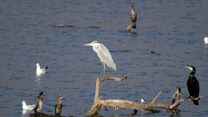 Έξι είδη σπάνιων πτηνών απελευθερώθηκαν στη φύση στη λίμνη Κερκίνη