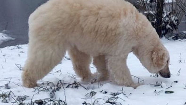 Μία γυναίκα μεταμόρφωσε τον σκύλο της σε πολική αρκούδα (pics & vid)