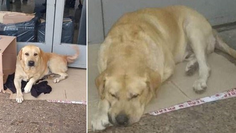 Σκύλος περιμένει το νεκρό αφεντικό του επί μία βδομάδα έξω από νοσοκομείο (pic)