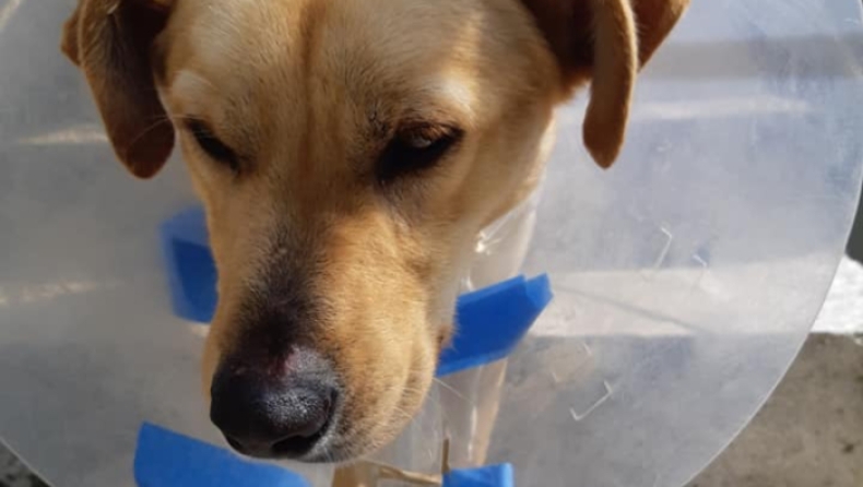 Χανιά: Πυροβόλησαν και τραυμάτισαν σκύλο με αιχμηρό αντικείμενο (pics)