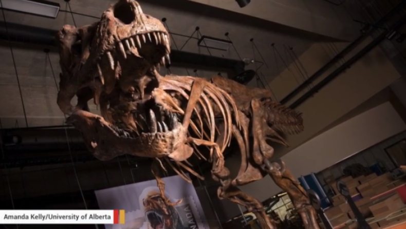 Ανακαλύφθηκε ο μεγαλύτερος τυραννόσαυρος της ιστορίας: Ζύγιζε σχεδόν 9 τόνους κι έζησε πριν από 66 εκ. χρόνια (pic & vid)