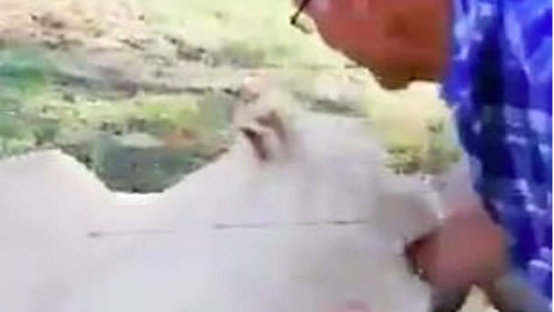 Η στιγμή που ένας 55χρονος παραλίγο να χάσει το χέρι του όταν αποφάσισε να χαϊδέψει ένα λιοντάρι (vid)