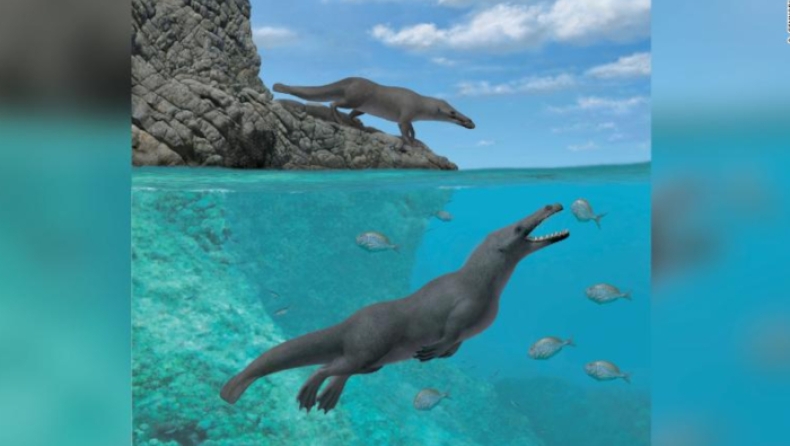 Οι προϊστορικές φάλαινες ήταν τετράποδες, είχαν μέγεθος σκύλου και ζούσαν στη στεριά (pic & vid)