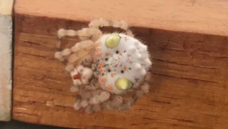 Ένας άνδρας βρήκε στο σπίτι του μία σπάνια αράχνη που έμοιαζε με... σούσι! (pics)