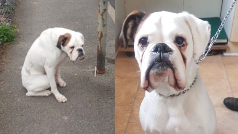 Βρήκε εγκαταλελειμμένο σκύλο δεμένο σε κολόνα και δεν το σκέφτηκε λεπτό: Τον υιοθέτησε αμέσως (pics)