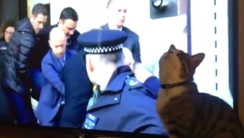WikiLeaks: Ο γάτος του Ασάνζ είναι ασφαλής και είδε το αφεντικό του να συλλαμβάνεται (vid)