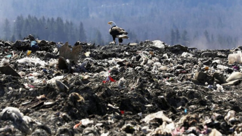 Μάστιγα οι φαλακροί αετοί στο Σιάτλ: Παίρνουν σκουπίδια από την χωματερή και τα πετούν στις αυλές των σπιτιών (pics)