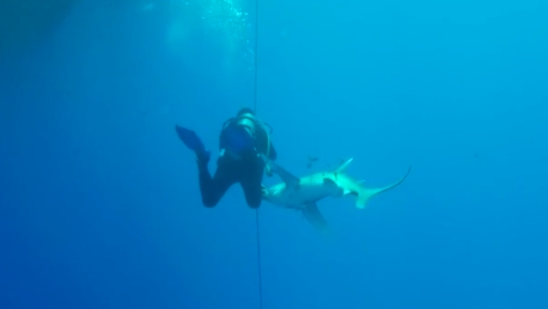 Η στιγμή που δύτης δέχεται αστραπιαία επίθεση από καρχαρία στο βυθό της θάλασσας (pics & vid)