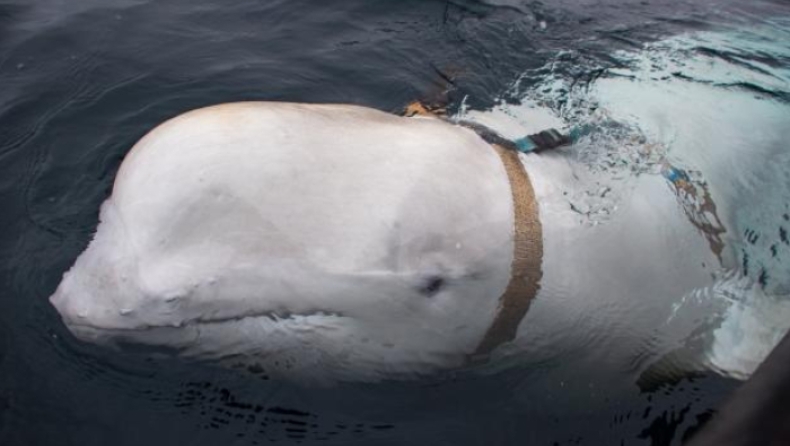 Ιστορίες κατασκόπων στη Νορβηγία: Έπιασαν φάλαινα με ιμάντες για ενσωματωμένες κάμερες και κατηγορούν τη Ρωσία (pics & vid)