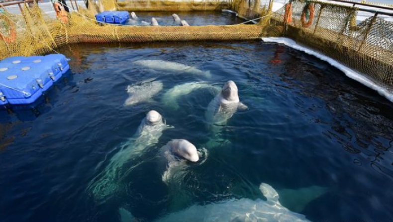 Η Ρωσία απελευθερώνει στη φύση 100 «φυλακισμένες» φάλαινες (pic)