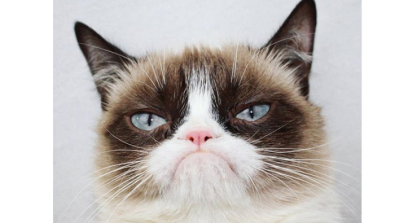 Grumpy Cat: Πέθανε η πιο διάσημη γάτα του κόσμου (pics)