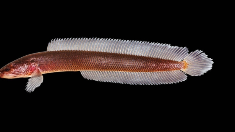To νέο είδος ψαριού που βρέθηκε στον Ινδικό Ωκεανό και ονομάστηκε «Γκόλουμ» (pics)