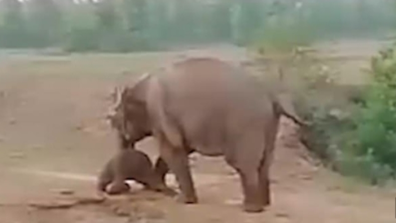 Ελέφαντας εκτός ελέγχου ποδοπάτησε μέχρι θανάτου χωρικό που πλησίασε το νεκρό μικρό του (vid)