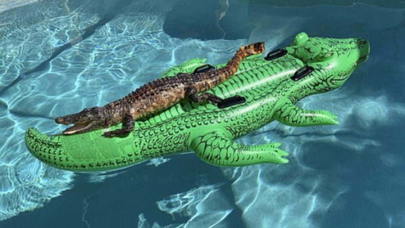 Νοίκιασαν Airbnb και στην πισίνα άραζε αλιγάτορας πάνω σε στρώμα (pic)