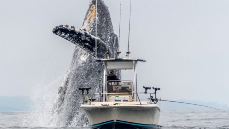 Μεγάπτερη φάλαινα αναδύεται εντυπωσιακά δίπλα σε ανυποψίαστο ψαρά (vid)