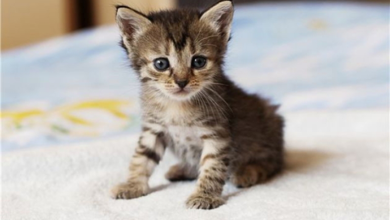 Κρήτη: «Σούβλισαν» νεογέννητο γατάκι παραμονές της Ανάστασης (pics)