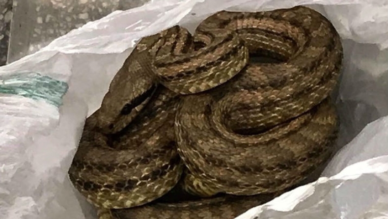 Φίδι βρέθηκε σε ψυγείο καταστήματος εστίασης στην Θεσσαλονίκη (pics)