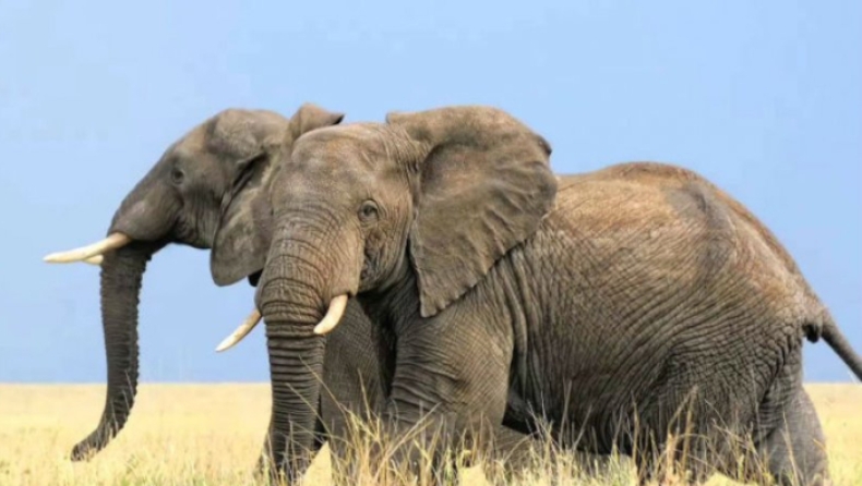 Η Μποτσουάνα επιτρέπει ξανά το κυνήγι ελεφάντων λόγω του «υπερπληθυσμού» τους