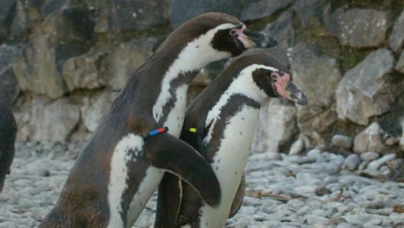 Η απίθανη τακτική ενός πιγκουίνου στο φλερτ που κανένα θηλυκό δεν μπορεί να αντισταθεί (vid)