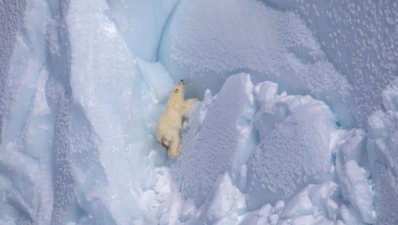 Η ηρωική προσπάθεια μιας πολικής αρκούδας να σώσει το μικρό της (pics)