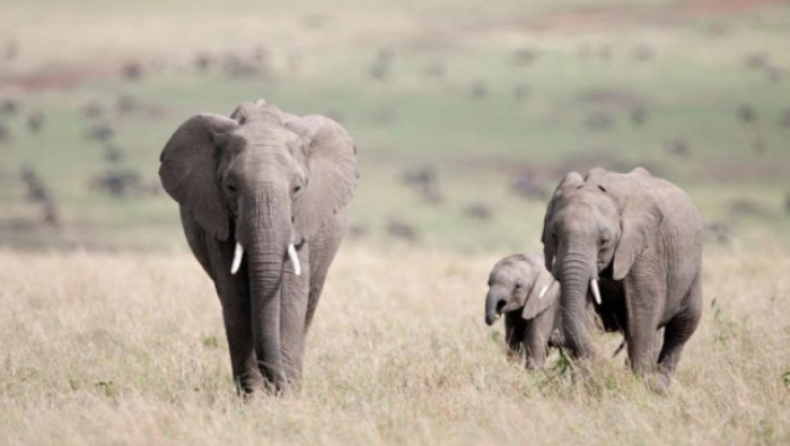 Κυνηγός σαφάρι υποστηρίζει πως έχει σκοτώσει 4.000 άγρια ζώα στην Αφρική (pics)