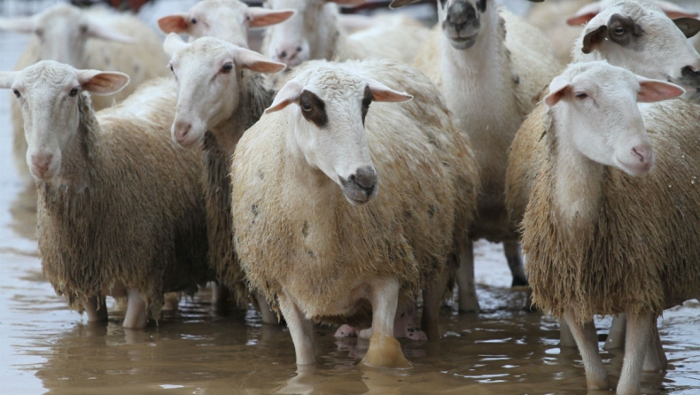 70 πρόβατα στην Λαμία πέθαναν από το πολύ φαγητό