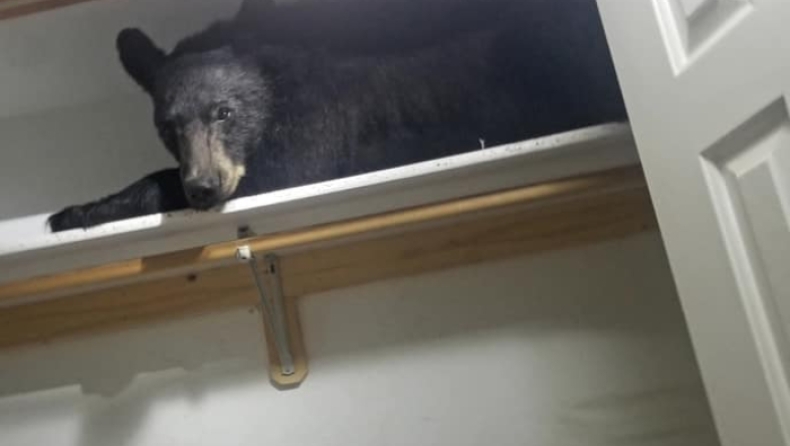Οικογένεια βρήκε μία αρκούδα να κοιμάται στην ντουλάπα της (pics & vid)