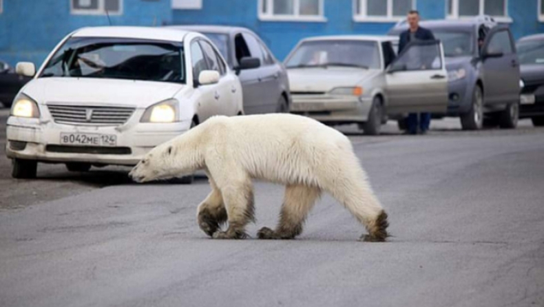 Πολική αρκούδα στα όρια της κατάρρευσης έψαχνε για τροφή στο κέντρο ρωσικής πόλης (pics & vid)