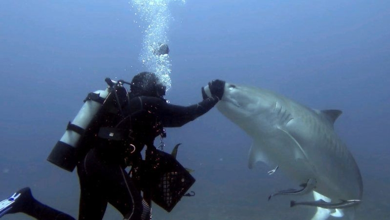 Εντυπωσιακά πλάνα από δύτες την ώρα που υπνωτίζουν καρχαρίες! (vid)