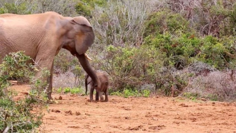 Ελέφαντας τα έβαλε με ένα μικρό, αλλά υπολόγιζε χωρίς τη… μαμά του (vid)