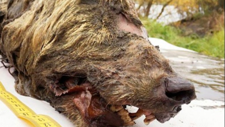 Βρέθηκε γιγαντιαίο κεφάλι προϊστορικού λύκου 40.000 ετών (pics & vid)