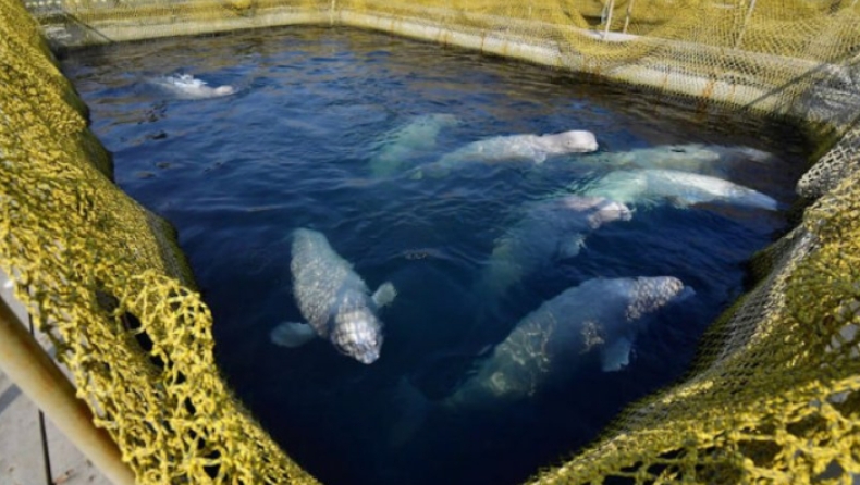 Πούτιν: Οι αιχμαλωτισμένες φάλαινες θα αφεθούν άμεσα ελεύθερες