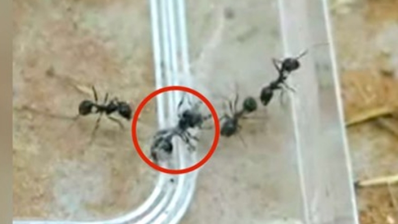 Μυρμήγκια - ήρωες σώζουν τους φίλους τους που έχουν εγκλωβιστεί σε ιστό αράχνης (vid)